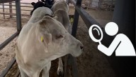 Gusano barrenador: autoridades ya atienden caso en Nuevo León