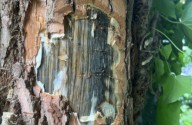 New York Confirms First Case Of Deadly Tree Disease