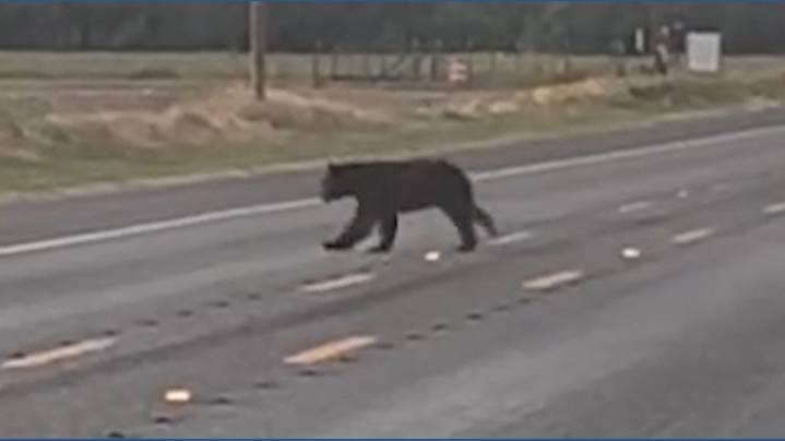 WATCH: Black bear allegedly spotted crossing Texas highway