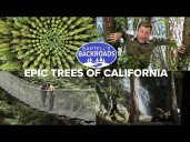 Epic trees of California | A Bartell's Backroads adventure