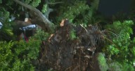 Storm displaces Miami-Dade family after tree topples over home near Coral Way