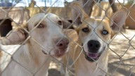 Hermosillo estrenará su primer Centro Municipal de Salud Animal