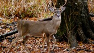 Do I need a license to hunt in Alabama? How to get one