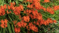 How Often You Should Divide Crocosmia For Beautiful Blooms Year After Year