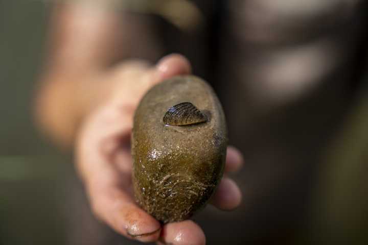 Adult zebra mussels found in Colorado River, now listed as "infested"