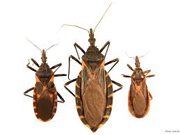 Chagas Disease, spread by “Kissing Bugs,” on the rise in the U.S.