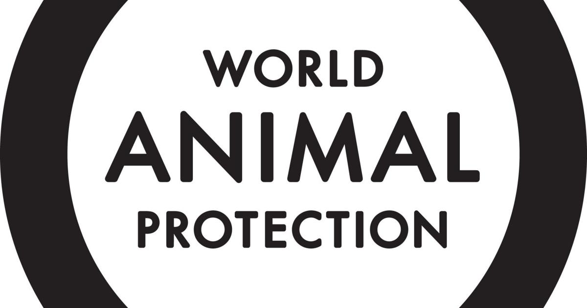 West Hollywood adopts groundbreaking ban on the retail sale of live animals