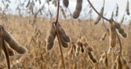 Ohio farmers feel pinch as China shifts soybean buys amid trade war
