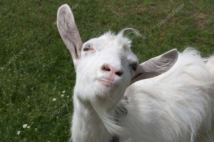 Campylobacter from Raw Goat Milk—Local Farm Recall