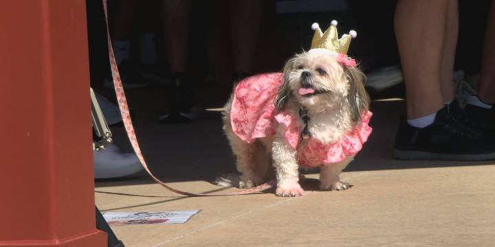 ‘Bark in the Park’ crowns furry friends King and Queen