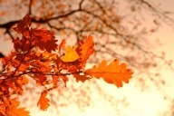 Fall starts: how is climate change affecting foliage & places to see the leaves change in Florida