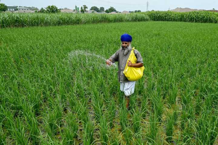 India's basmati exports to US hit by floods, taxes