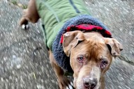 Condenan a veterinaria por robo por negarse a devolverle su perro a un indigente