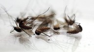Mass. health officials announce additional human cases of West Nile virus