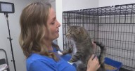 A "Purr-fect" place for neglected cats to get the help and care they need