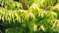Dakota Gardener: Tiger Eyes®, a fall showstopper
