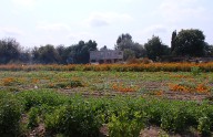 Baja el cultivo de flor de cempasúchil en Soledad