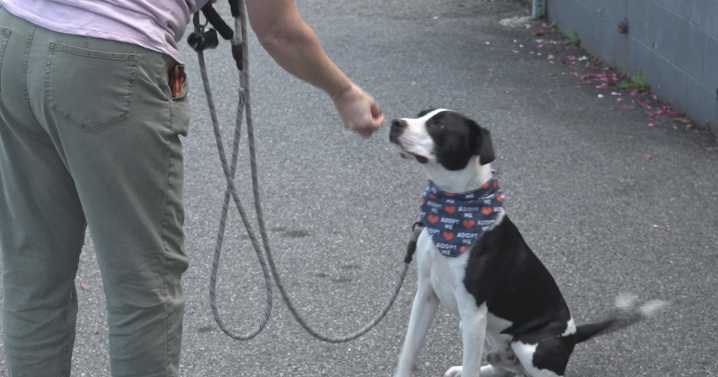 Dogs up for adoption at event on Sunday