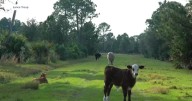 Martin County considers multimillion-dollar conservation deal to preserve Bar