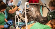 Zoo shows how silverback gorilla gets a full health check