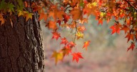 Equinoccio de otoño 2025: ¿cuándo arranca y qué significa este fenómeno astronómico?