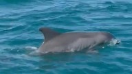 Sorprende avistamiento de 50 delfines con crías cerca de playas de Tamaulipas: buscan crear plan turístico