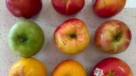 These are the 8 best places for apple picking in…