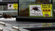Tarantulas stolen from Mobile pet store mysteriously returned the next day