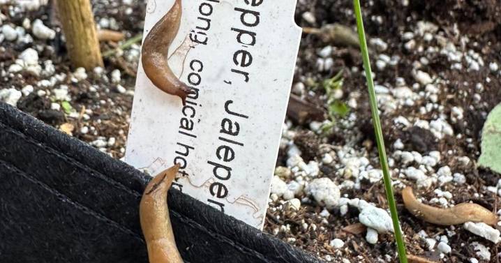 Summer slugs slither into Fairbanks gardens