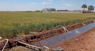 Sader analiza petición de zona de emergencia en el Valle del Yaqui