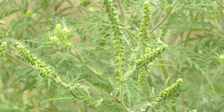 Health officials: Ragweed, mold can lead to more asthma