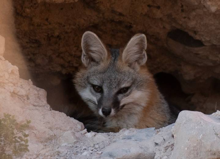 Resler Canyon: 20 years of protection, 20 years of community