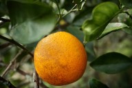 Florida’s citrus grove land continues to dwindle