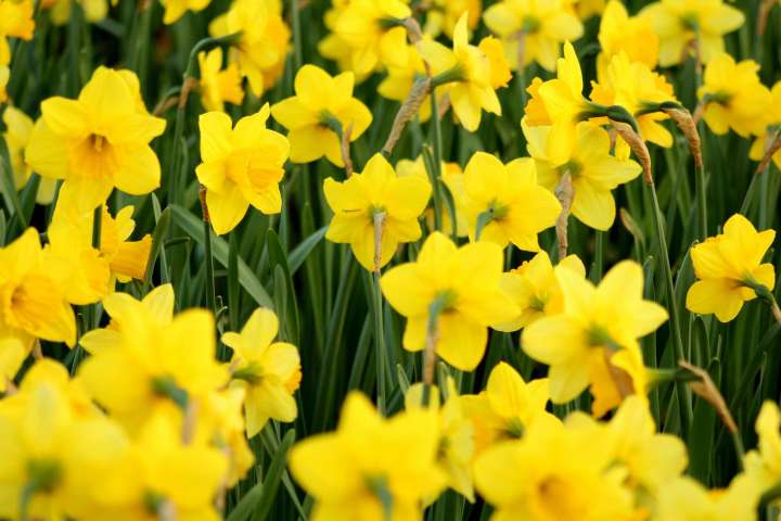 ¿Por qué regalar flores amarillas el 21 de septiembre se volvió tendencia viral? Descubre su historia