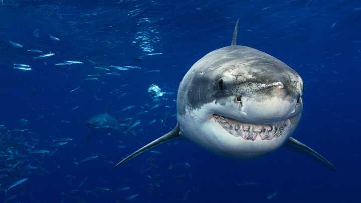 Endangered Sharks Sold As Meat In United States