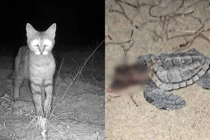 Gatos domésticos amenazan la supervivencia de crías de tortuga marina en Yucatán