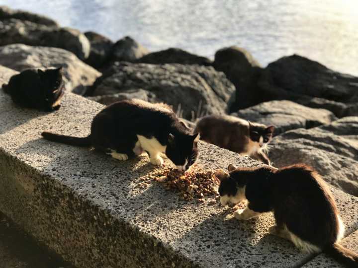 'Elvis Would Be Totally Against That': Feral Cat Battle Reaches Fever Pitch