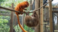 Golden lion tamarins and sloths become unlikely roommates at Palm Beach Zoo