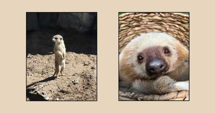 Henry Vilas Zoo mourns loss of beloved meerkat and sloth, Franklin and Slothra