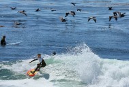 Photo | Surfing and soaring along Steamer Lane