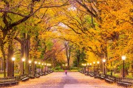 Central Park Fall Foliage Map Tracks 18,000 Trees