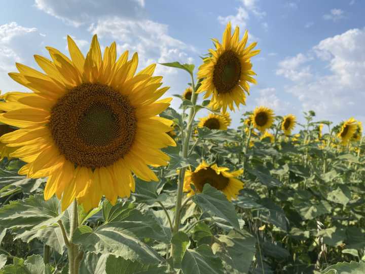 Digging Into Disease and Diversity: WADO crop tour set for September 18
