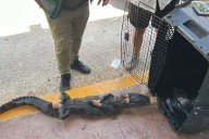 Cocodrilo ingresa a una casa en La Veleta de Tulum y sorprende a vecinos