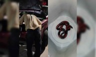ENCUENTRA SERPIENTE EN SU CAMIONETA EN SANTO DOMINGO