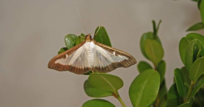 Leaf-munching pest found for first time in New Castle Co.