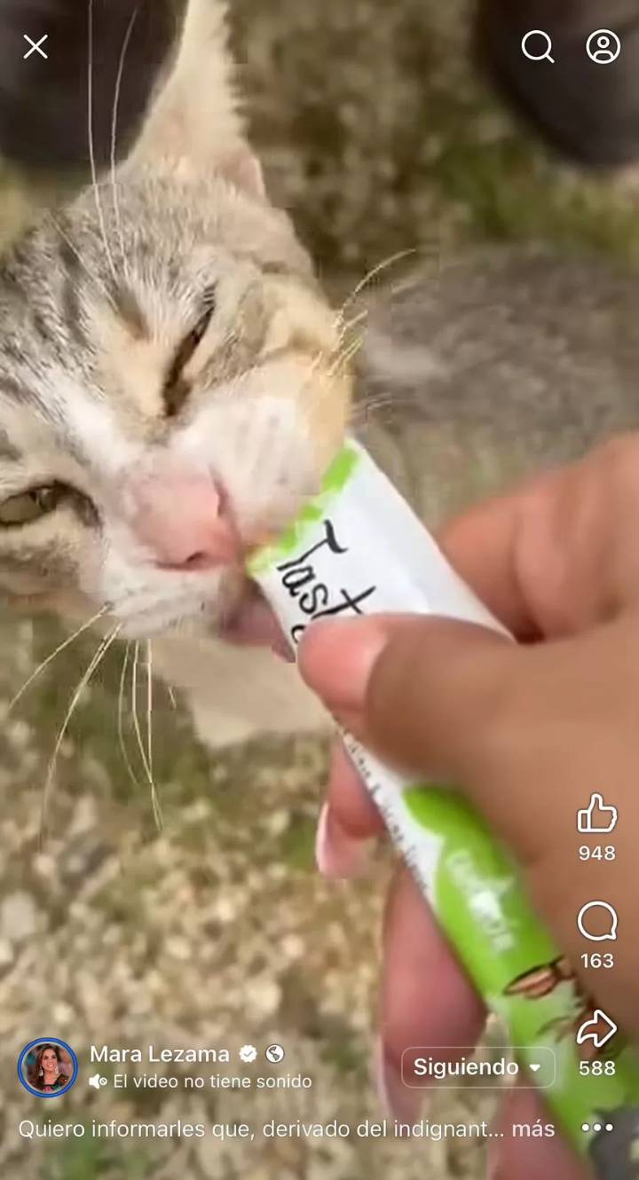 Crueldad animal, trabajadores arrojan a un gatito desde una obra en Tulum