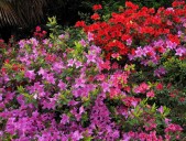 7 Plants You Should Never Prune in Fall
