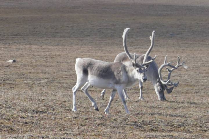 Nunavut and NWT update caribou protection agreement