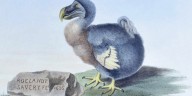 Luego de estar extinto por 300 años, el dodo volvería a los bosques del Índico gracias a una iniciativa genética