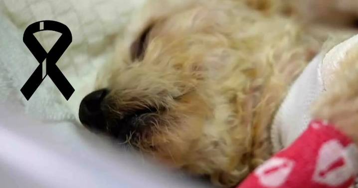 Mueren 3 cachorros de ‘Cereza’, la perrita embarazada que fue rescatada en la explosión de Iztapalapa